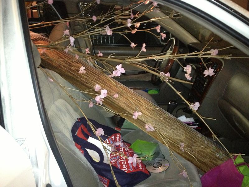 Trying to find a way to transport "cherry blossoms" for our photoshoot
